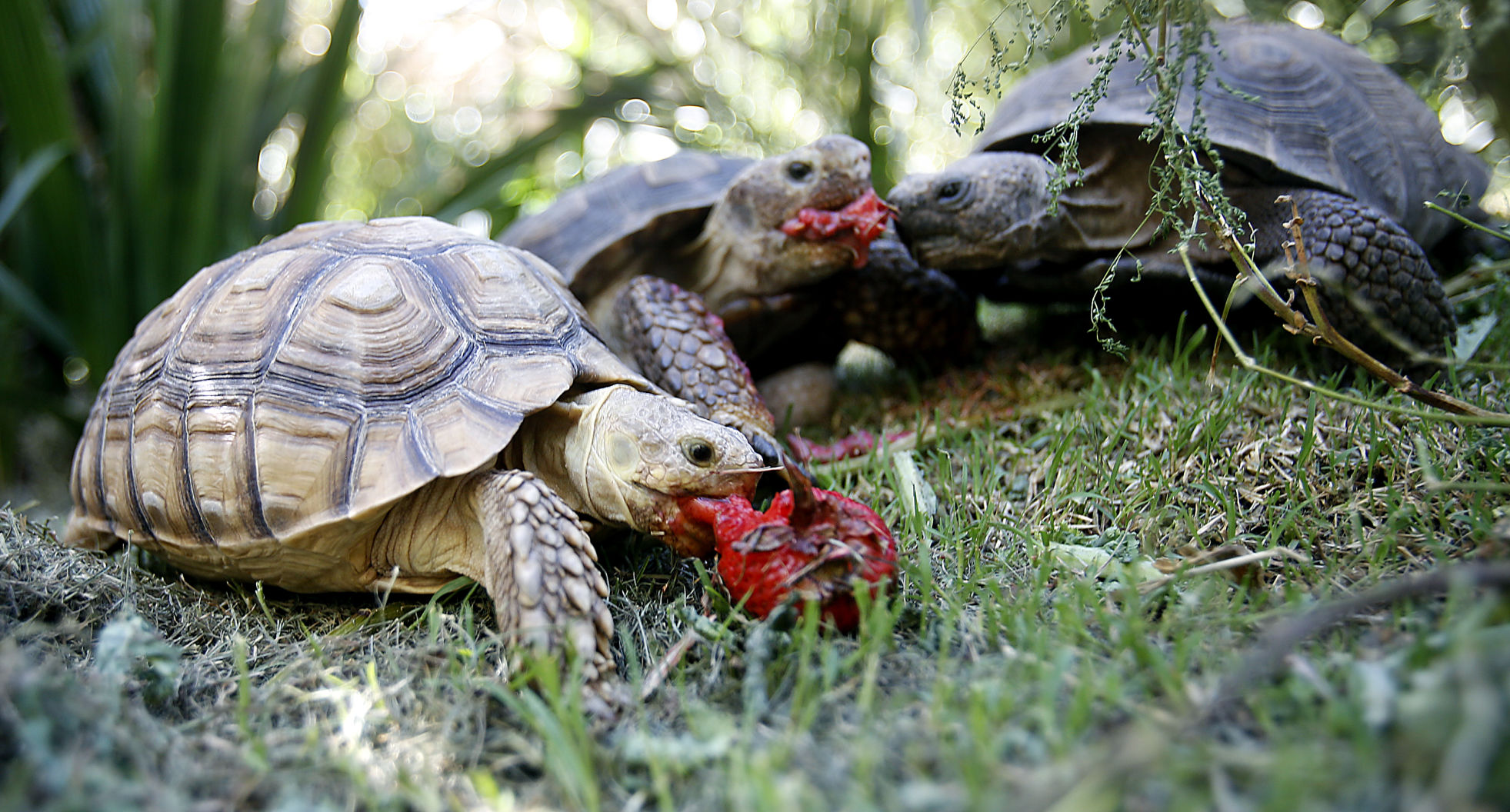 Desert tortoises